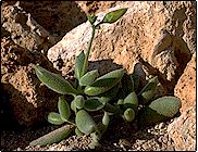 Petit buisson pouvant atteindre 30 cm de hauteur. Petites feuilles renflées, ... Cotyledon tomentosa ssp. ladismithensis - Pot 5 cm