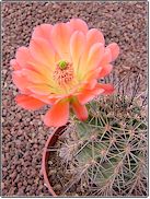 Hybride naturel triglochidiatus X dasyacanthus, plante robuste produisant de... Echinocereus x roetteri - Pot 5 cm