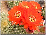 Grosse boule devenant lentement colonnaire ou rampante. Fines épines jaunes, ... Echinopsis bruchii (=Soehrensia bruchii) P 40 - Pot 6 cm