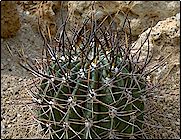 Forme d'Echinopsis leucantha aux épines plus nombreuses. Boule devenant cylin... Echinopsis leucantha (melanopotamica) P 98 - Pot 5 cm