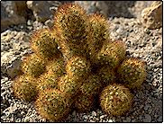 Pousse rapidement en touffes de fines tiges cylindriques. Epines de couleurs ... Mammillaria elongata - Ø 20 cm
