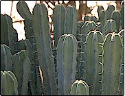 Cierge arborescent de croissance rapide, produisant de nombreuses branches à ... Myrtillocactus geometrizans - H 50-60 cm ramifié