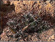 Espèce atypique formant des touffes très compactes. La plante est protégée pa... Coryphantha odorata (=Cumarinia odorata) - Pot 5 cm