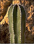 Grand cierge de croissance assez rapide, ne possédant que 5 à 6 côtes très la... Pachycereus marginatus (=Marginatocereus) - Pot 8 cm