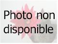 Cotyledon papillaris   - Pot  5 cm