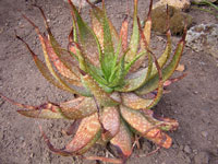 Aloe microstigma   - Pot  6 cm