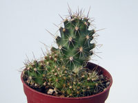Plante formant une petite touffe de tiges vertes mamelonnées. Grande fleur ja... Echinocereus papillosus - Pot 5 cm