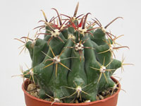 Plante sphérique très vigoureuse, à arroser surtout l'été. Superbes épines br... Ferocactus herrerae (''horridus'') - Pot 5 cm