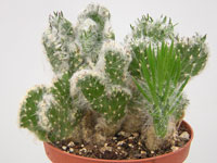 Crêtes portant des poils blancs. Tailler les tiges qui redeviennent cylindriq... Austrocylindropuntia vestita fma. cristata
