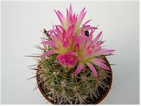 Plante cylindrique densément couverte d'épines rectilignes de couleur brun ja... Eriosyce subgibbosa (=Neoporteria subgibbosa) - Pot 5 cm