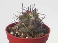 Forme très lentement de gros amas. Epiderme vert, Nombreuses épines grisâtres. Copiapoa coquimbana var. vallenarensis RCP18 - Pot 5 cm