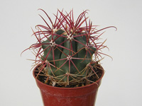 Le Ferocactus aux épines les plus rouges. Très jolie plante hérissée d'épines... Ferocactus gracilis - Pot 5 cm