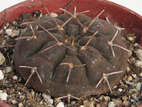 Corps très aplati gris-brun, côtes arrondies. Fleurs blanches ou rose pâle. Gymnocalycium bodenbenderianum - Pot 5 cm