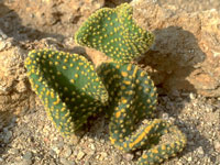Cette variété d'Opuntia microdasys aux glochides jaunes possède des articles ... Opuntia microdasys var. undulata - Pot 6 cm