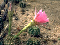 Boule solitaire atteignant 15 cm. Diffère de l'Echinopsis mamillosa par ses p... Echinopsis mamillosa var. kermesina - Pot 6 cm