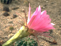 Boule solitaire atteignant 15 cm. Diffère de l'Echinopsis mamillosa par ses p... Echinopsis mamillosa var. kermesina, fleur
