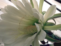 Le ''San Pedro''. Cierge peu épineux à l'épiderme vert pâle, de croissance ra... Echinopsis pachanoi (=Trichocereus pachanoi) - Pot 6 cm