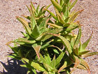 Aloe concinna X Aloe distans. Rosettes de 10 à 15 cm de diamètre sur des tige... Aloe 'Delrue' - Pot 12 cm