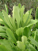 Euphorbia undulatifolia 
