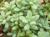 Buisson aux tiges verticales très rigides. Feuilles courtes et renflées, de c... Sedum treleasei - Pot 8 cm