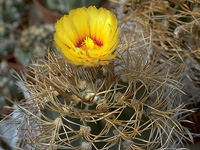 Belle forme aux longues épines souples et dorées, superbe fleur jaune à fond ... Astrophytum capricorne var. senile fma. aureum - Pot 5 cm