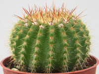 Parodia herteri (Notocactus) 