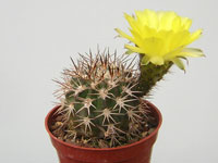 Petite boule solitaire. Corps grisâtre, nombreuses épines grises aux extrémit... Echinopsis thionantha en fleur