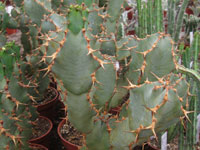 Euphorbia caerulescens 