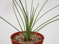 Feuilles souples non épineuses, de section quadrangulaire, pouvant atteindre ... Dasylirion longissimum - Pot 12 cm