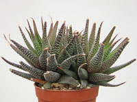 Forme d'Haworthia attenuata aux feuilles plus effilées, portant des points bl... Haworthia attenuata var. argyrostigma - Pot 6 cm