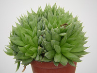 Une forme d'Haworthia cymbiformis aux feuilles convexes, vert clair, portant ... Haworthia cymbiformis 'Bilineata' - Pot 6 cm
