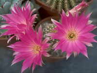 Une variété aux épines extrèmement courtes, produisant de grandes fleurs rose... Lobivia winterana