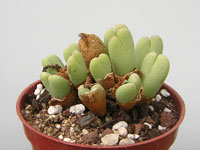 Conophytum bilobum var. variabile en repos estival