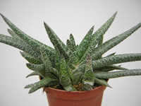 Variété de Gasteria carinata plus petite, aux feuilles plus étroites et plus ... Gasteria carinata var. verrucosa - Pot 8 cm