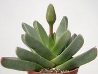 Forme lentement des touffes. Grosses feuilles lisses vert blanchâtre, de sect... Machairophyllum albidum - Pot 8 cm