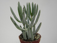 Variété aux tiges moins robustes, portant des feuilles cylindriques grises, s... Cotyledon orbiculata 'Rubra' (ex var. dinteri) - Pot 6 cm
