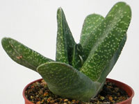 Forme de Gasteria carinata aux feuilles beaucoup plus courtes et plus épaisse... Gasteria carinata 'Subcarinata' - Pot 8 cm