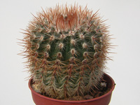 Parodia erubescens (=Notocactus schlosseri) 