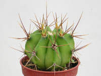 Plante sphérique, se distinguant des autres Echinopsis par son épiderme vert-... Echinopsis rhodotricha ssp. chacoana - Pot 6 cm
