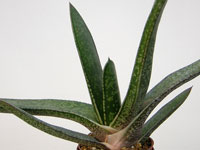 La plus grosse espèce du genre, ne produit pas de rejeton. Feuilles vert somb... Gasteria croucheri - Pot 12 cm