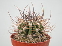 Forme d'Echinopsis leucantha aux épines plus nombreuses. Boule devenant cylin... Echinopsis leucantha (melanopotamica) P 98 - Pot 5 cm