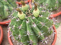 Forme inhabituelle aux épines crochues très courtes. Arroser très prudemment,... Ferocactus herrerae (