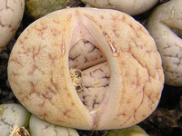 Miniature, feuilles arrondies et bombées, gris laiteux, creusées de fines fis... Lithops werneri C188 - Pot 5 cm