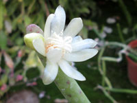 Rhipsalis grandiflora   