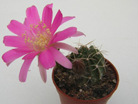 Corps cylindrique vert foncé rougeâtre. Fleurs roses. Echinopsis pentlandii (=Lobivia pentlandii) - Pot 6 cm