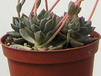 (Graptopetalum paraguayense x Echeveria amoena) Rosettes grises prolifiques, ... Graptoveria 'Acaulis' ('Pik-Ruz') - Pot 8 cm
