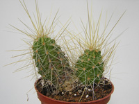 Plante récemment découverte ! Forme des touffes importantes, fines épines bla... Echinocereus viereckii ssp. huastecensis - Pot 5 cm