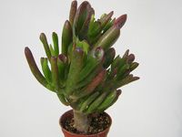 Variété de Crassula ovata aux feuilles cylindriques et tronquées, plus fines ... Crassula ovata 'Gollum' - Pot 5 cm