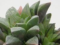 Forme une touffe très dense. Feuilles renflées arrondies, gris-vert foncé. Haworthia pygmaea - Pot 5 cm
