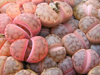 Forme lentement une touffe. Feuilles ovales et tronquées, sommet brun clair, ... Lithops schwantesii C 80 - Pot 5 cm